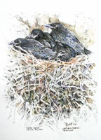 Raven chicks in the nest by Peter Biehl