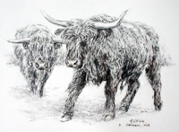 Highland Cattle B by Peter Biehl