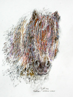 Pony portrait Tingwall by Peter Biehl