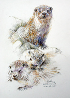 Otter with cubs by Peter Biehl