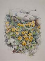 Peter Biehl - marsh marigold