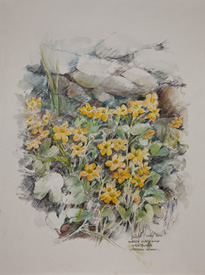 Peter Biehl. Marsh marigold. Shetland