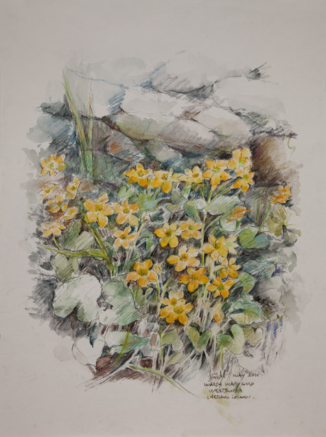 Marsh marigold. West Burra by Peter Biehl