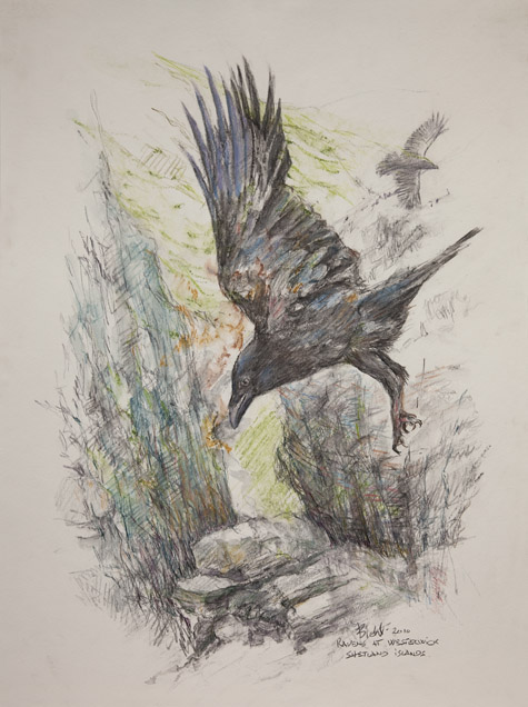 Ravens at Westerwick by Peter Biehl