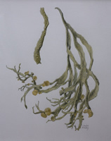 botanical illustration. 