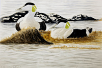 Two Eiders early morning, Howard Towll