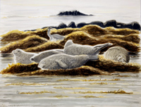 Common seals seals and Grey Heron on Skerry by Howard Towll