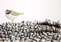 Ringed plover on shingle beach by Howard Towll