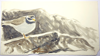 Ringed plover in mist by Howard Towll