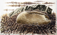 Sleeping Otter by Howard Towll