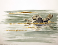 Common seal, rising tide by Howard Towll