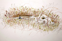 Mountain Hare study by Howard Towll