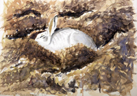 Sleeping Mountain Hare by Howard Towll