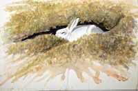 Sleeping Mountain Hare in sun by Howard Towll