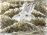 Mountain Hare by Howard Towll
