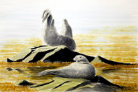 Common Seals at Dawn by Howard Towll