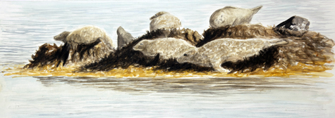 Common Seals on Skerry by Howard Towll