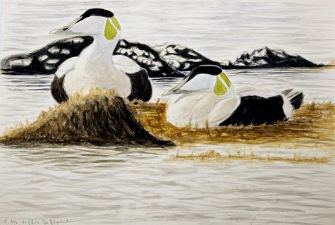 Two Eiders early morning by Howard Towll