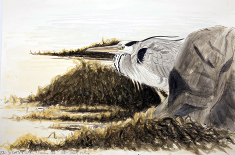 Grey Heron, sheltering, late afternoon by Howard Towll