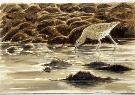 Curlew feeding at dusk by Howard Towll